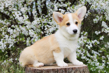 Дуже Гарні цуценята вельш коргі пемброк