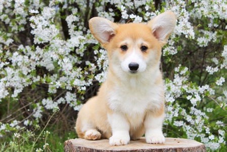 Дуже Гарні цуценята вельш коргі пемброк