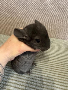 Шиншила дівчинка