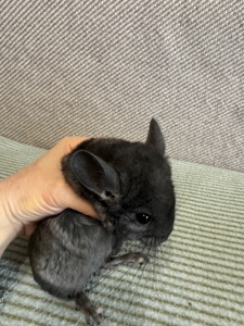 Шиншила дівчинка