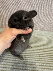 Шиншила дівчинка