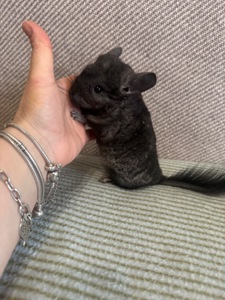 Шиншила дівчинка