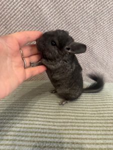 Шиншила дівчинка