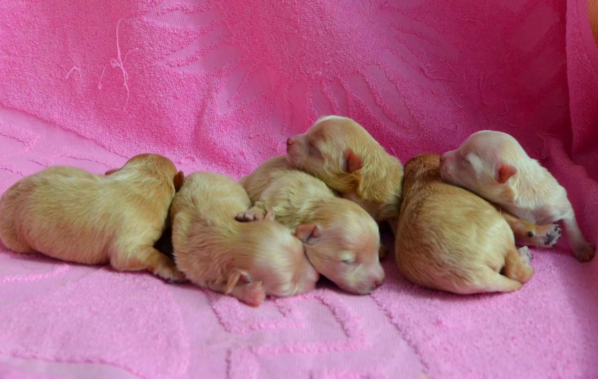 МАЛЬТІПУ д.н. 21.04.2026. Окрас карамель