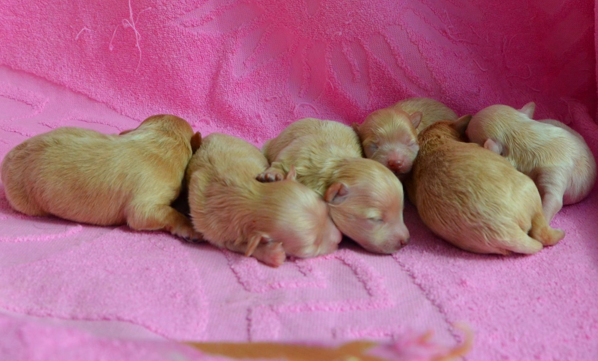 МАЛЬТІПУ д.н. 21.04.2026. Окрас карамель