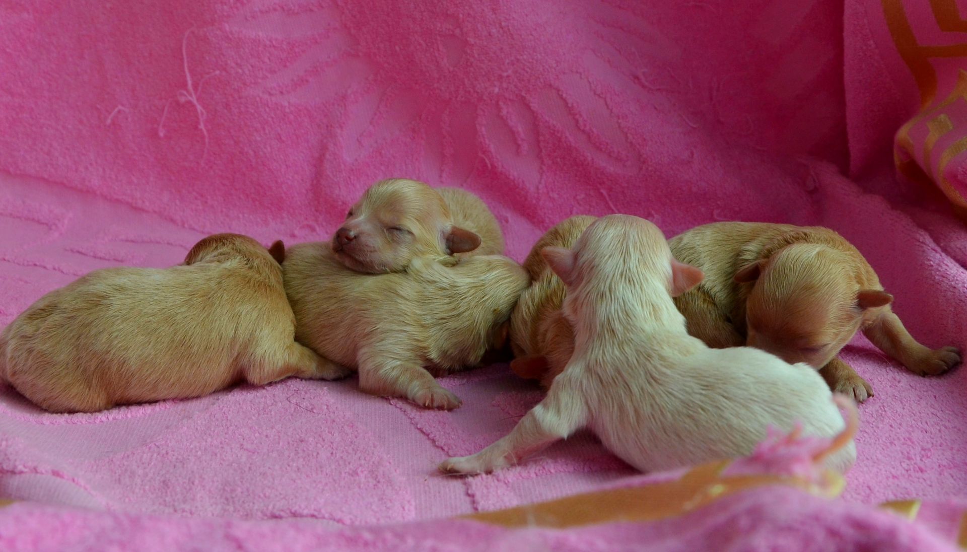 МАЛЬТІПУ д.н. 21.04.2026. Окрас карамель