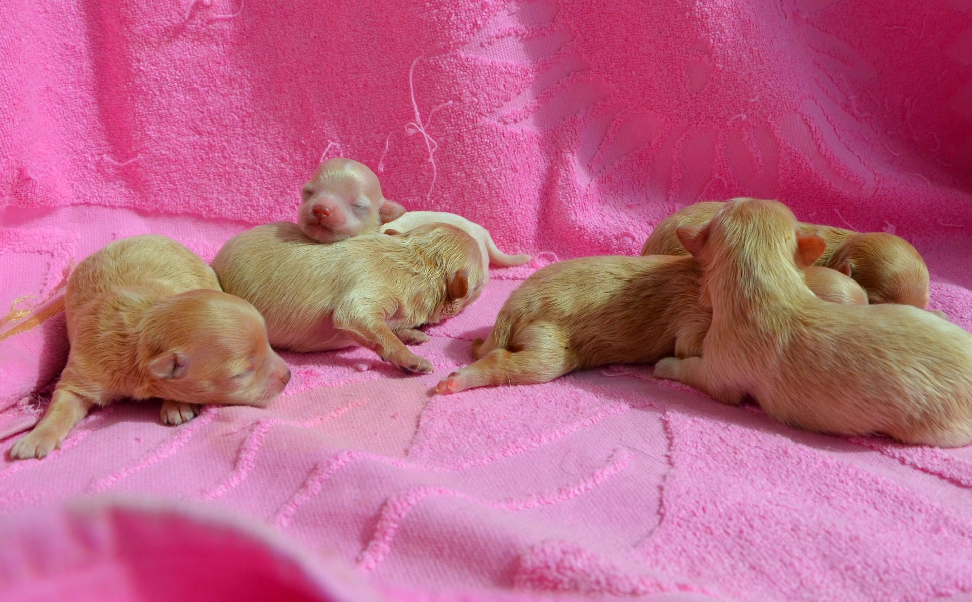 МАЛЬТІПУ д.н. 21.04.2026. Окрас карамель