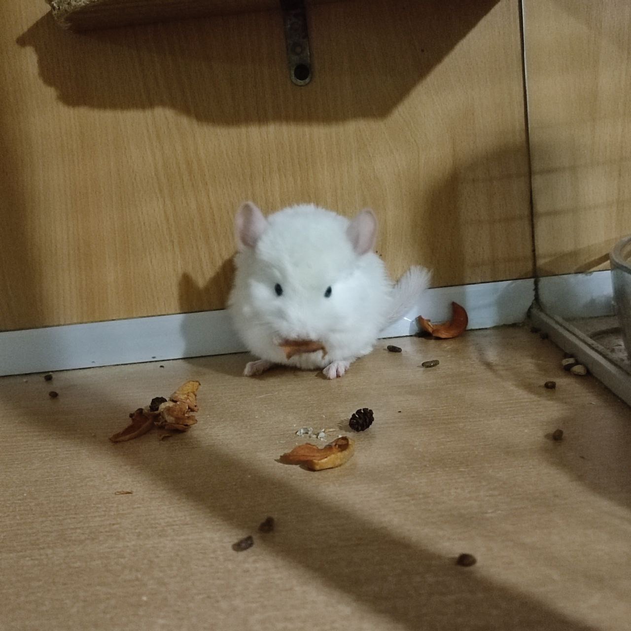 Хлопчик шиншила білорожевий гомобеж ебоні носій рексу, фіолету, сапфіру та ангори