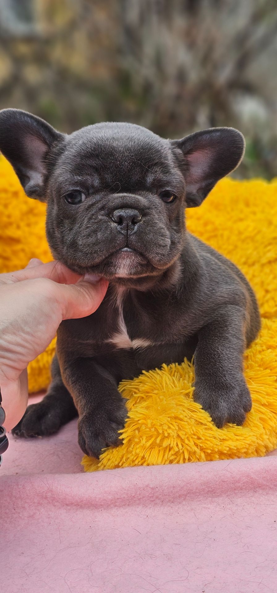 Супер мальчик французский бульдог