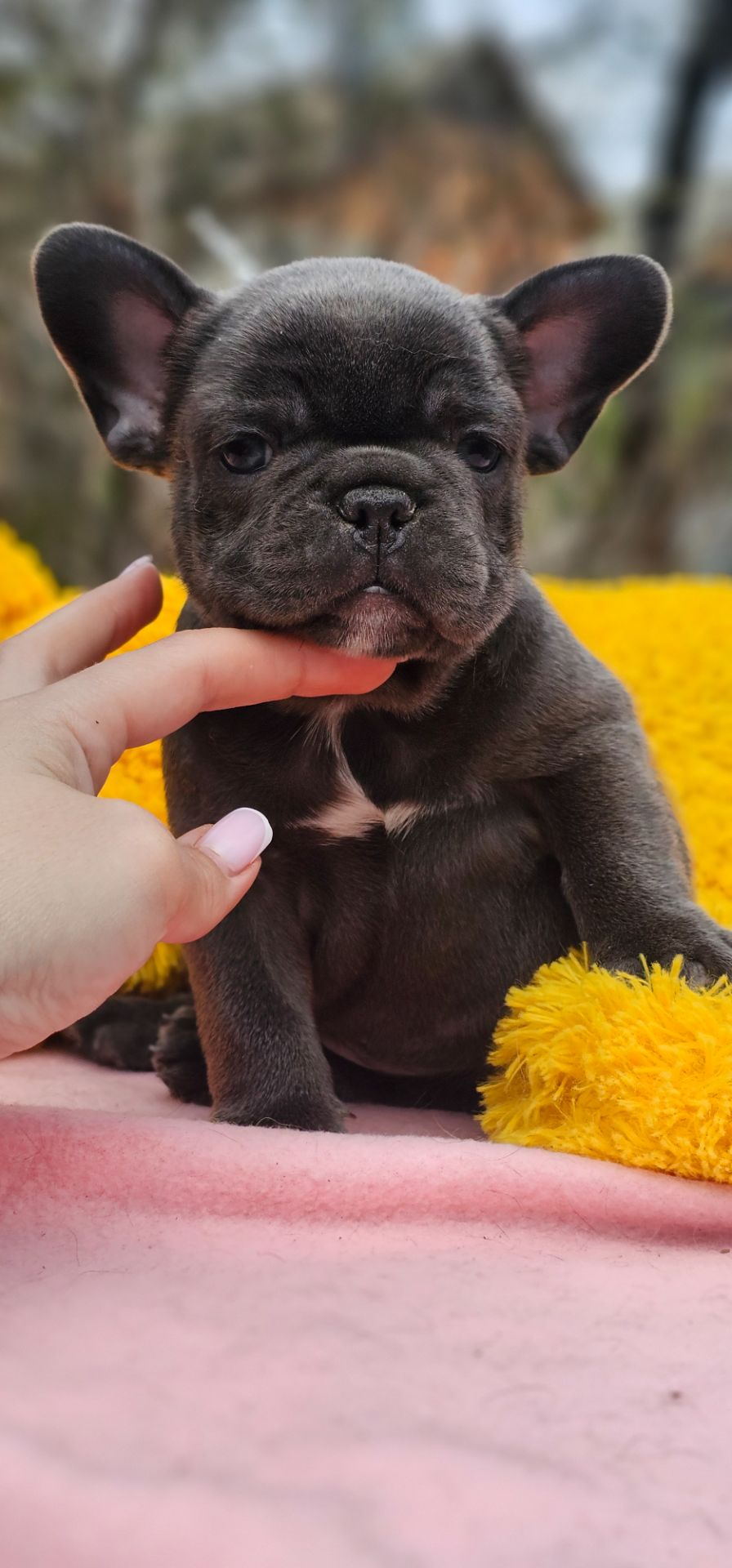 Супер мальчик французский бульдог