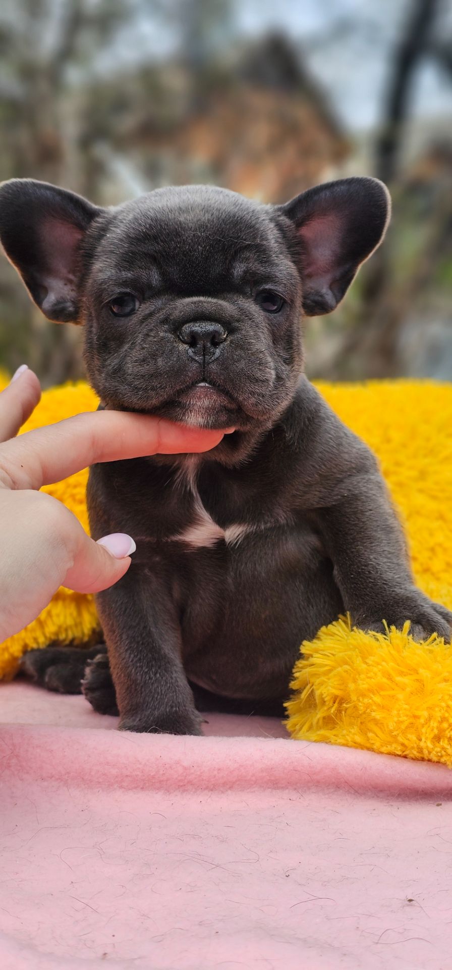 Супер мальчик французский бульдог