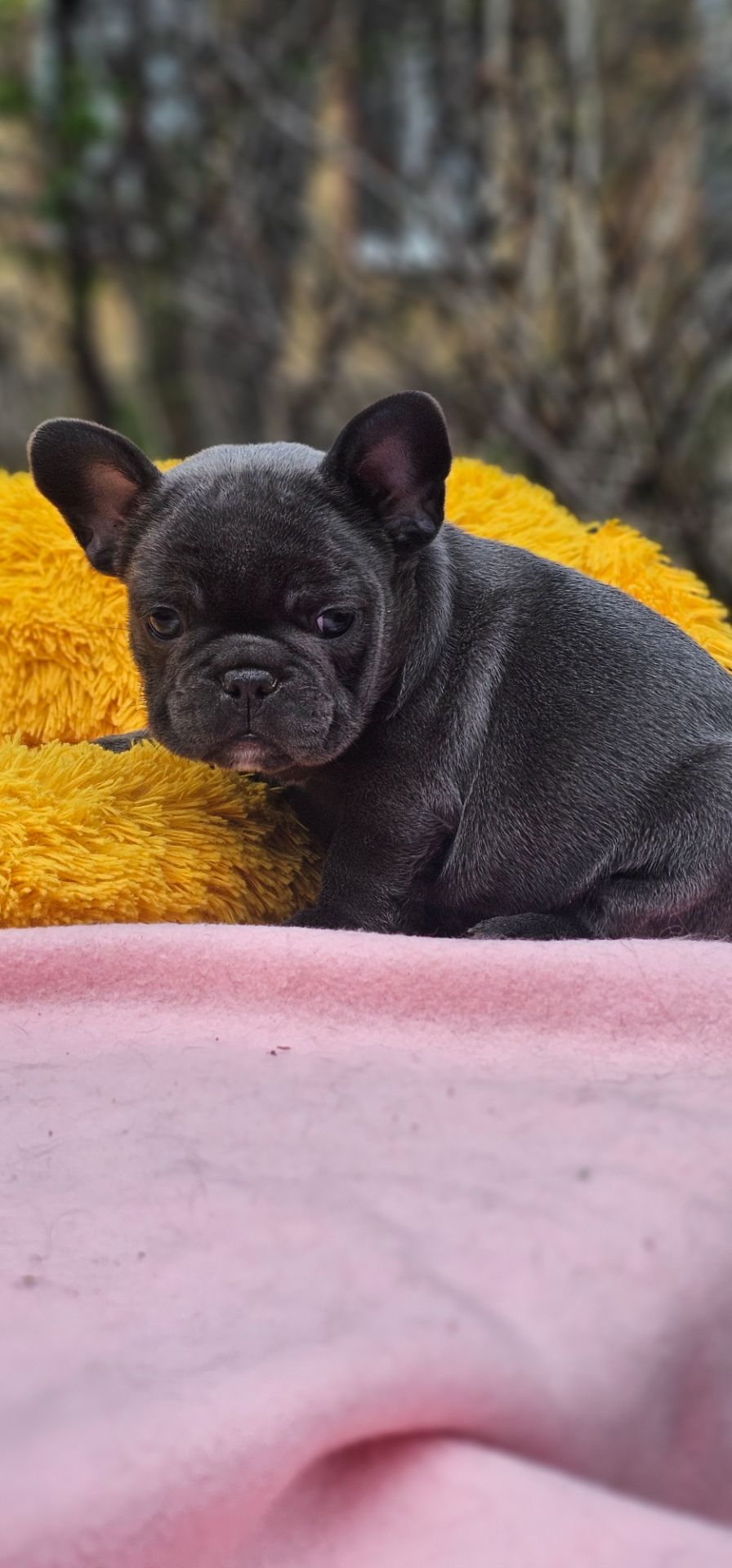 Супер мальчик французский бульдог