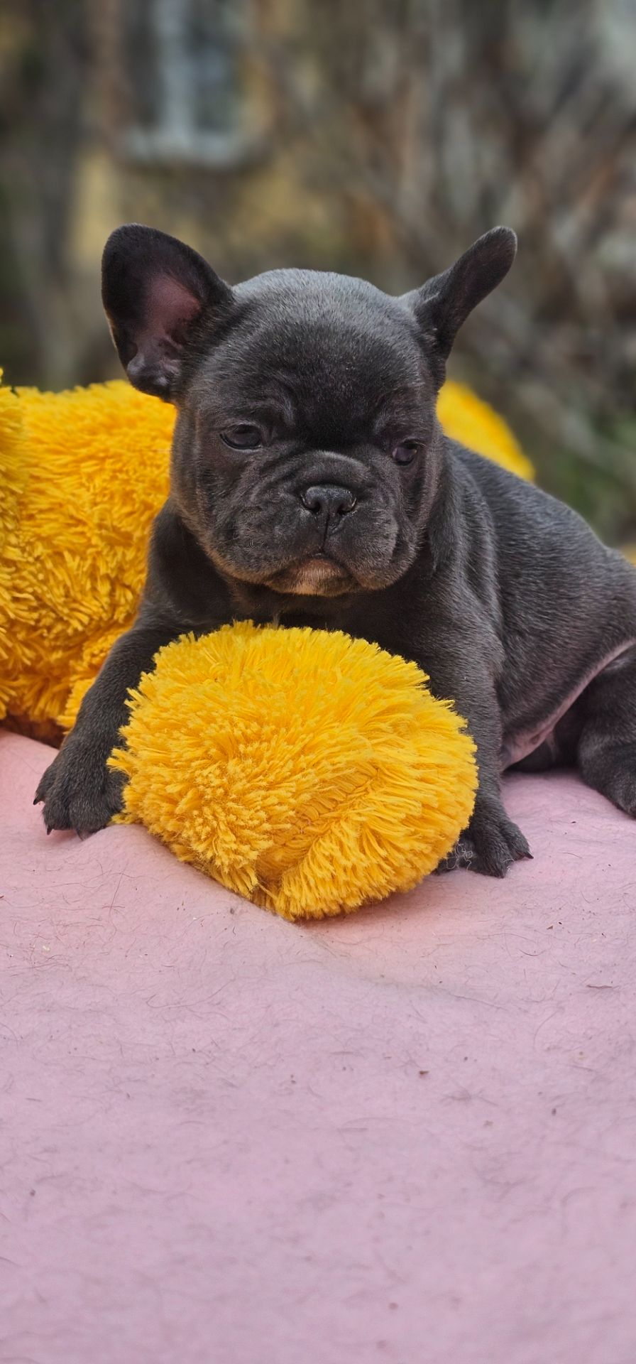 Супер мальчик французский бульдог