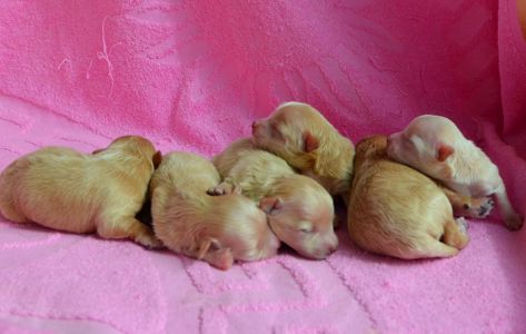 МАЛЬТІПУ д.н. 21.04.2026. Окрас карамель