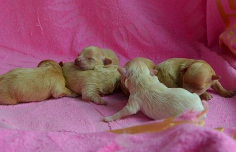 МАЛЬТІПУ д.н. 21.04.2026. Окрас карамель