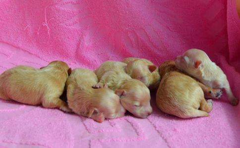 МАЛЬТІПУ д.н. 21.04.2026. Окрас карамель