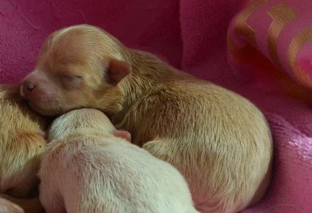 МАЛЬТІПУ д.н. 21.04.2026. Окрас карамель