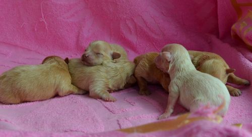 МАЛЬТІПУ д.н. 21.04.2026. Окрас карамель