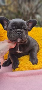 Супер мальчик французский бульдог