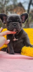 Супер мальчик французский бульдог