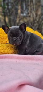 Супер мальчик французский бульдог