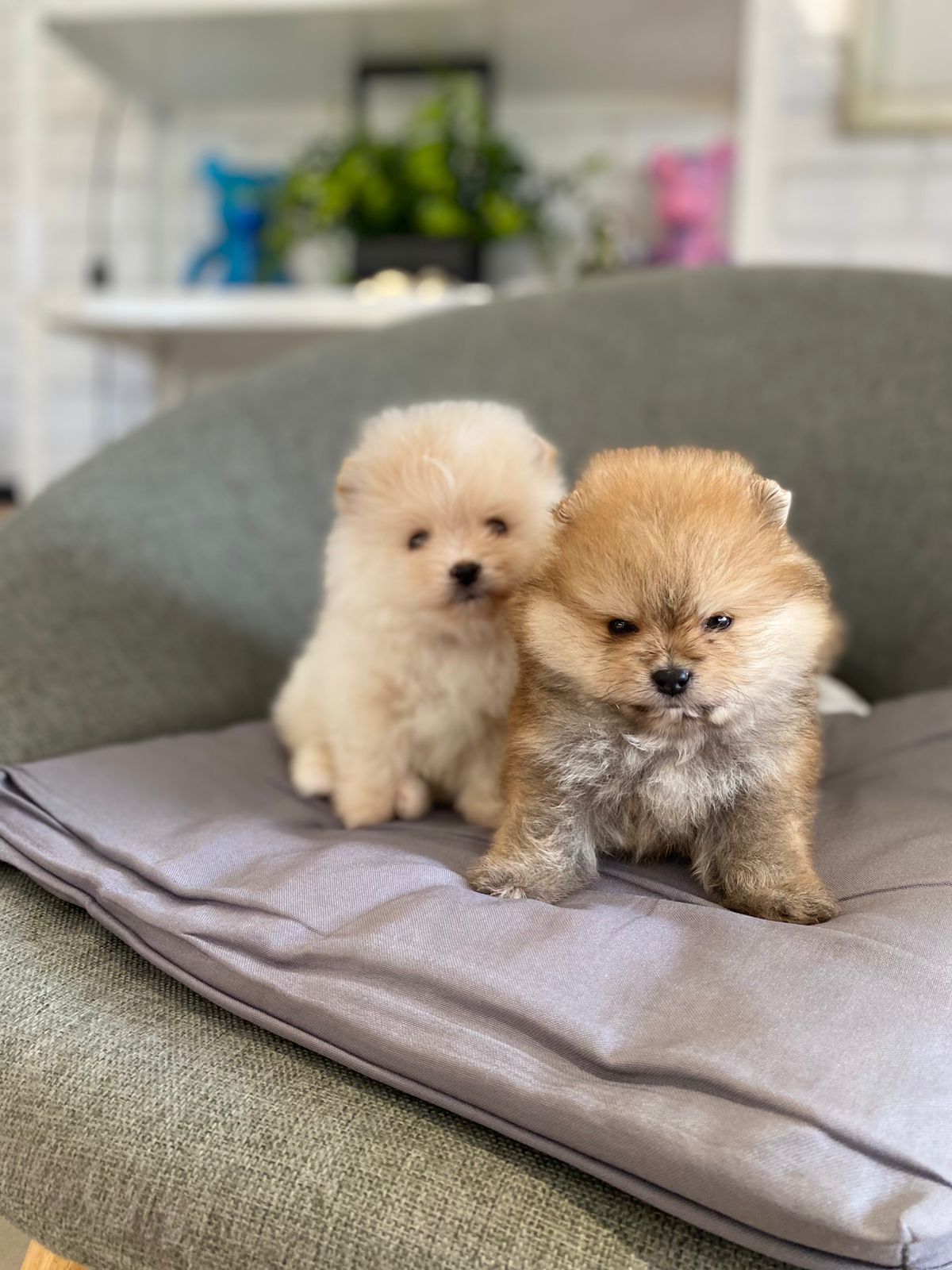 Щенки Померанского шпица