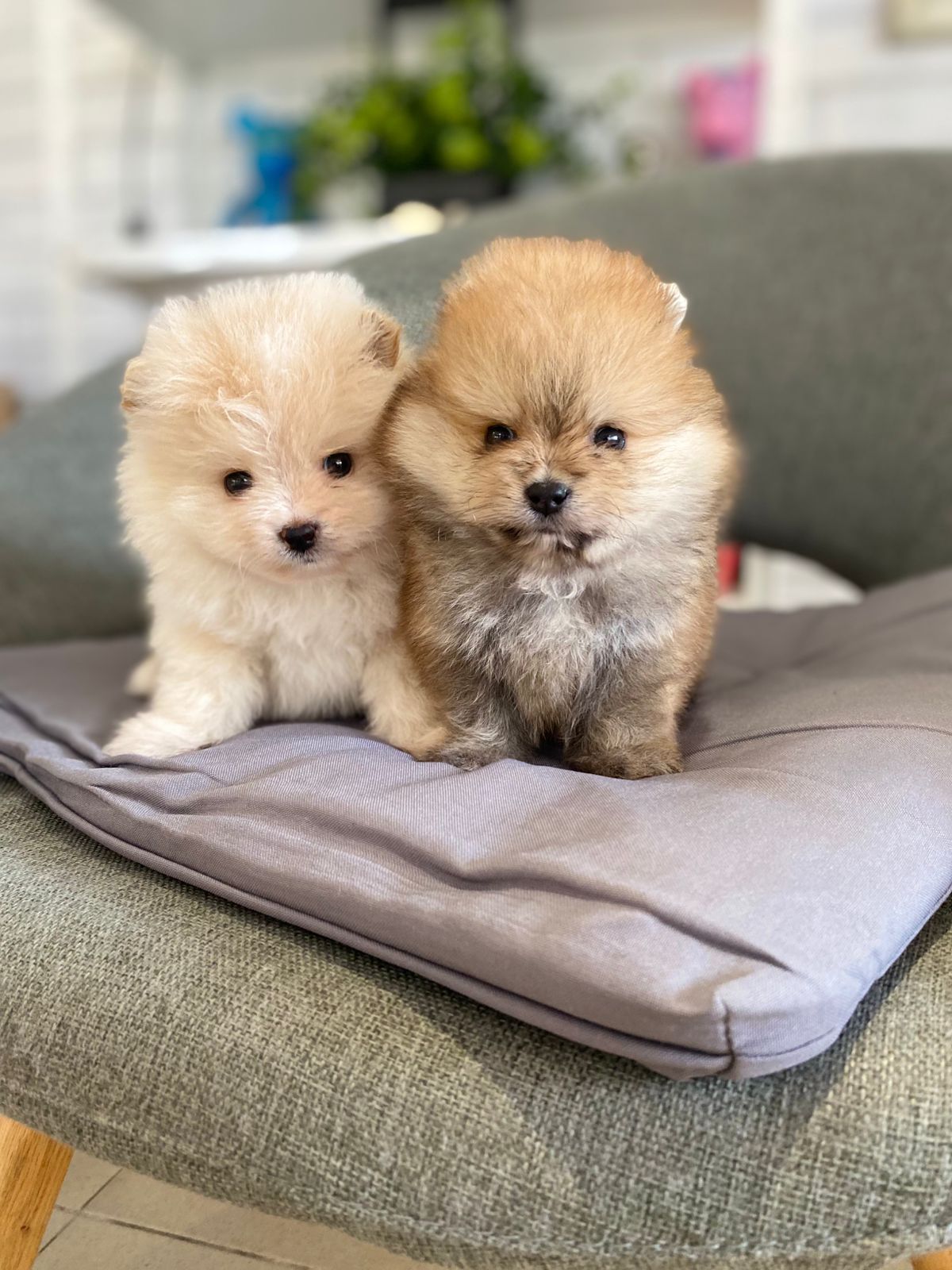 Щенки Померанского шпица