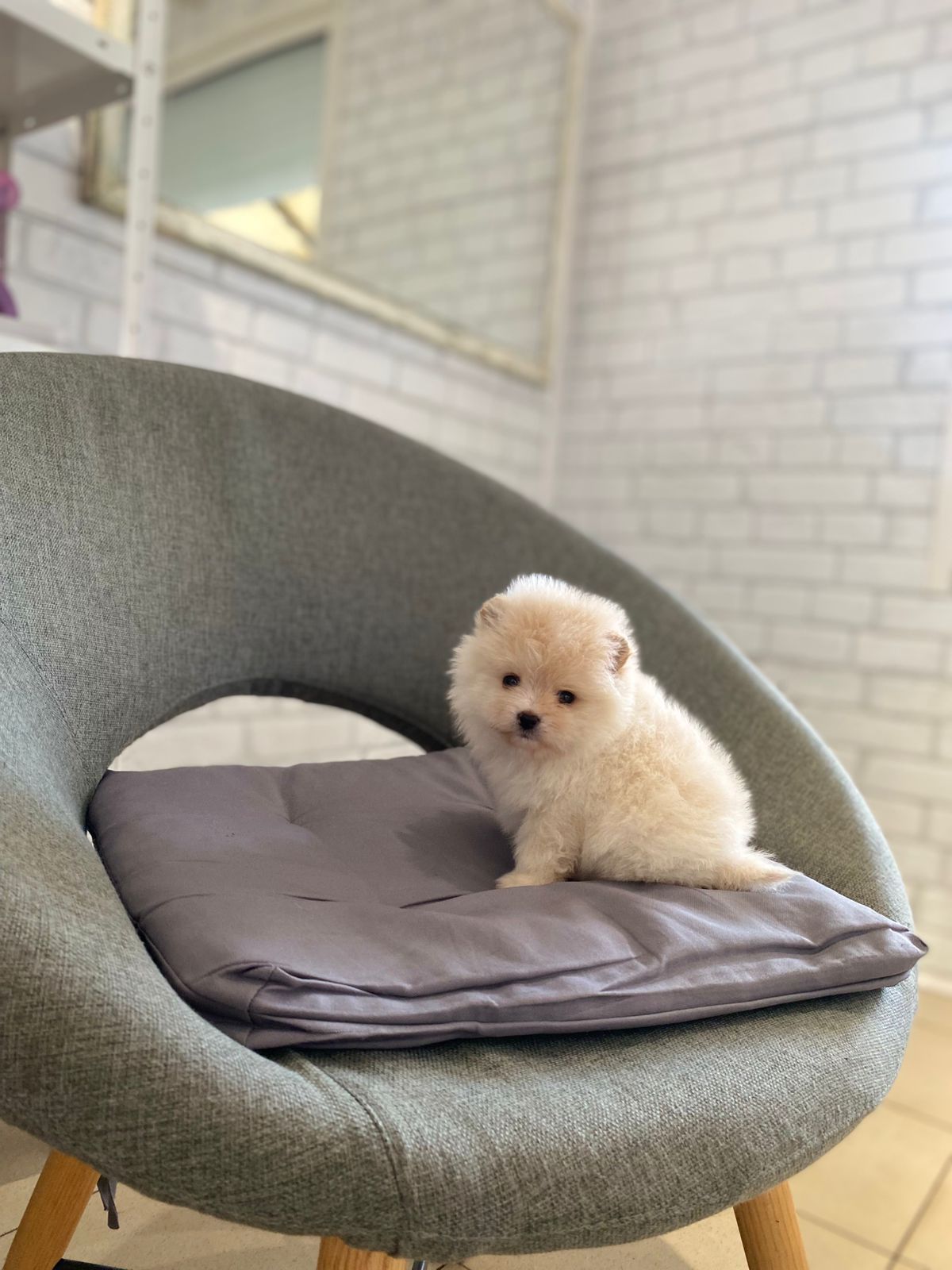 Щенки Померанского шпица