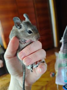 Дегу (чилийская белка) Харьков