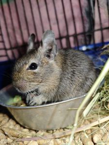 Дегу (чилийская белка) Харьков