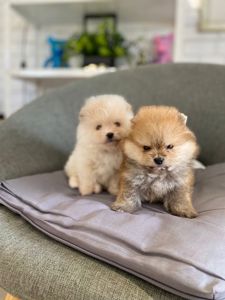 Щенки Померанского шпица