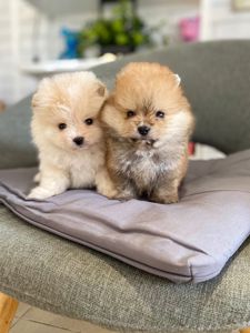 Щенки Померанского шпица