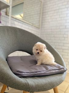 Щенки Померанского шпица