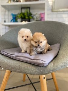 Щенки Померанского шпица