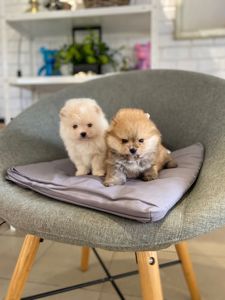 Щенки Померанского шпица