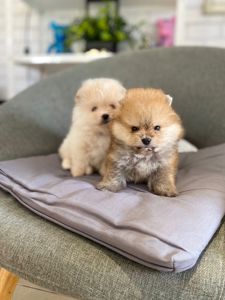 Щенки Померанского шпица