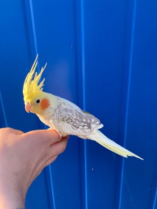 Продам пташеня корелли