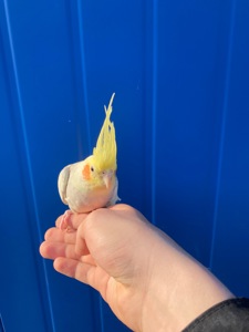 Продам пташеня корелли