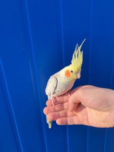 Продам пташеня корелли