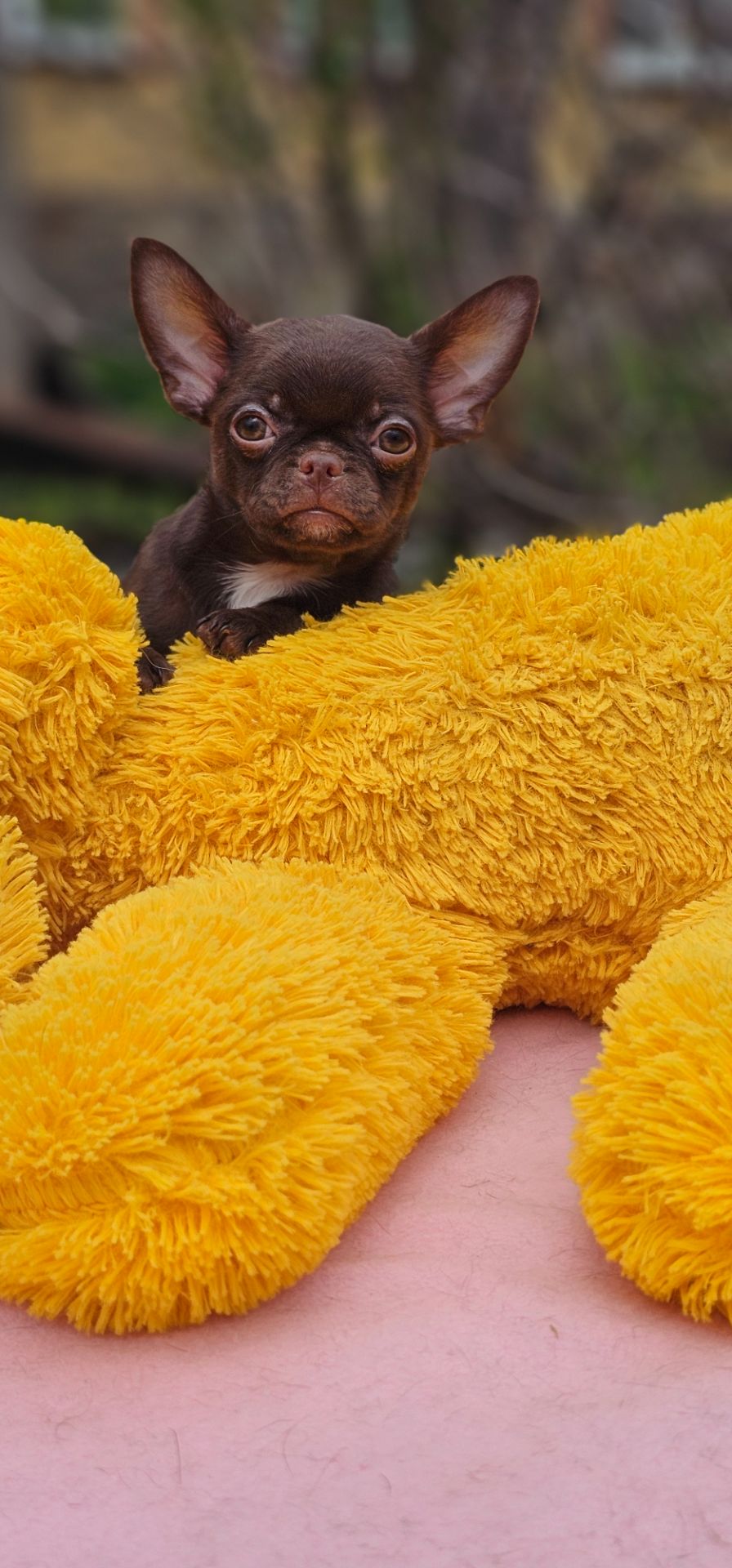 Мини мальчик чихуахуа