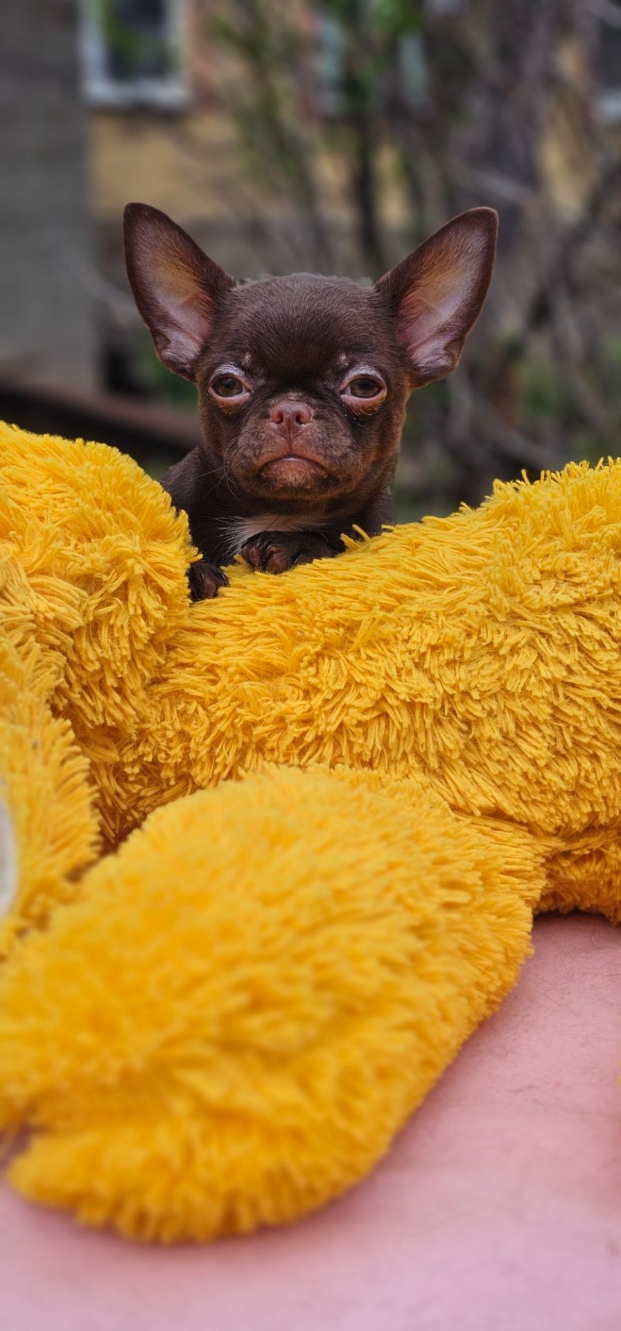 Мини мальчик чихуахуа