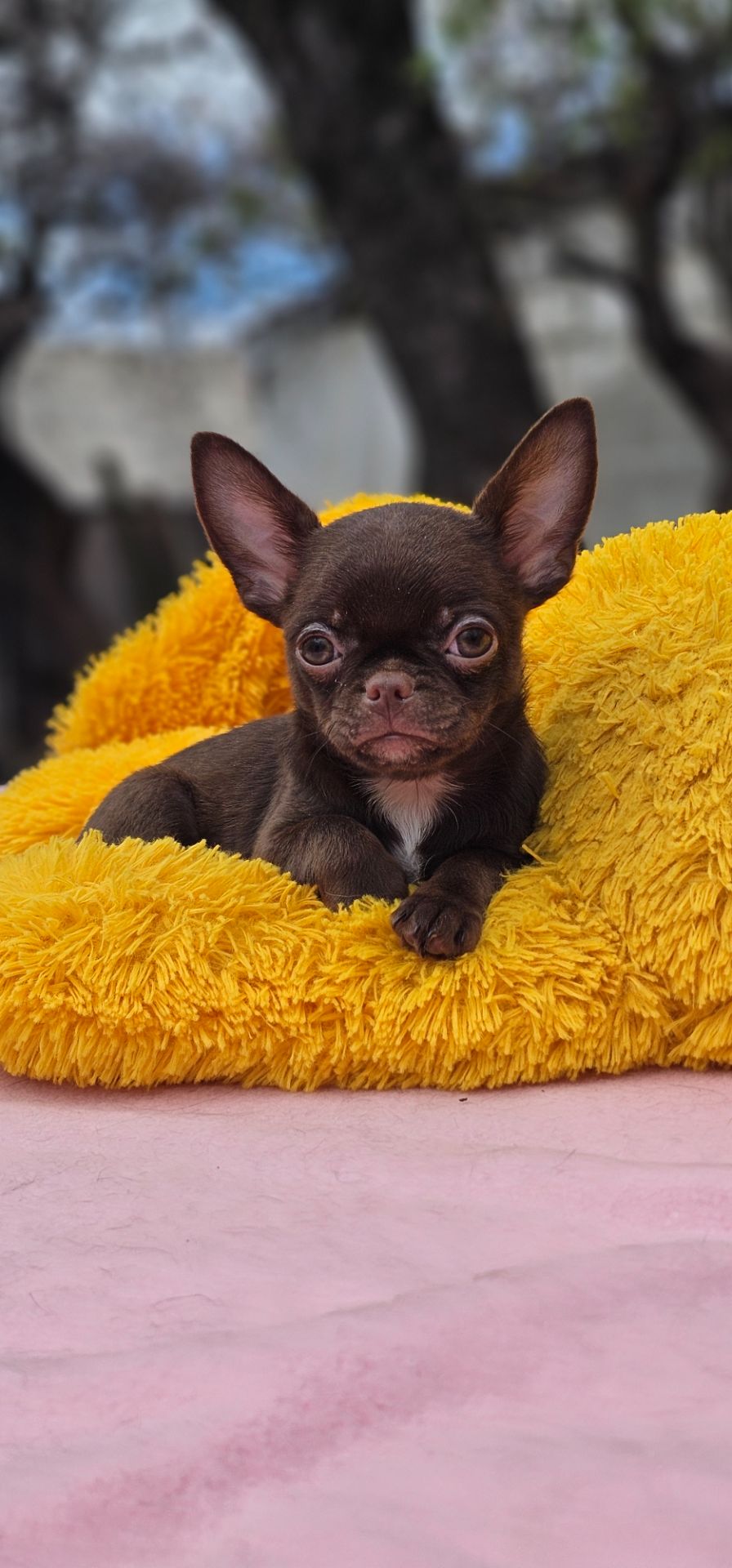 Мини мальчик чихуахуа