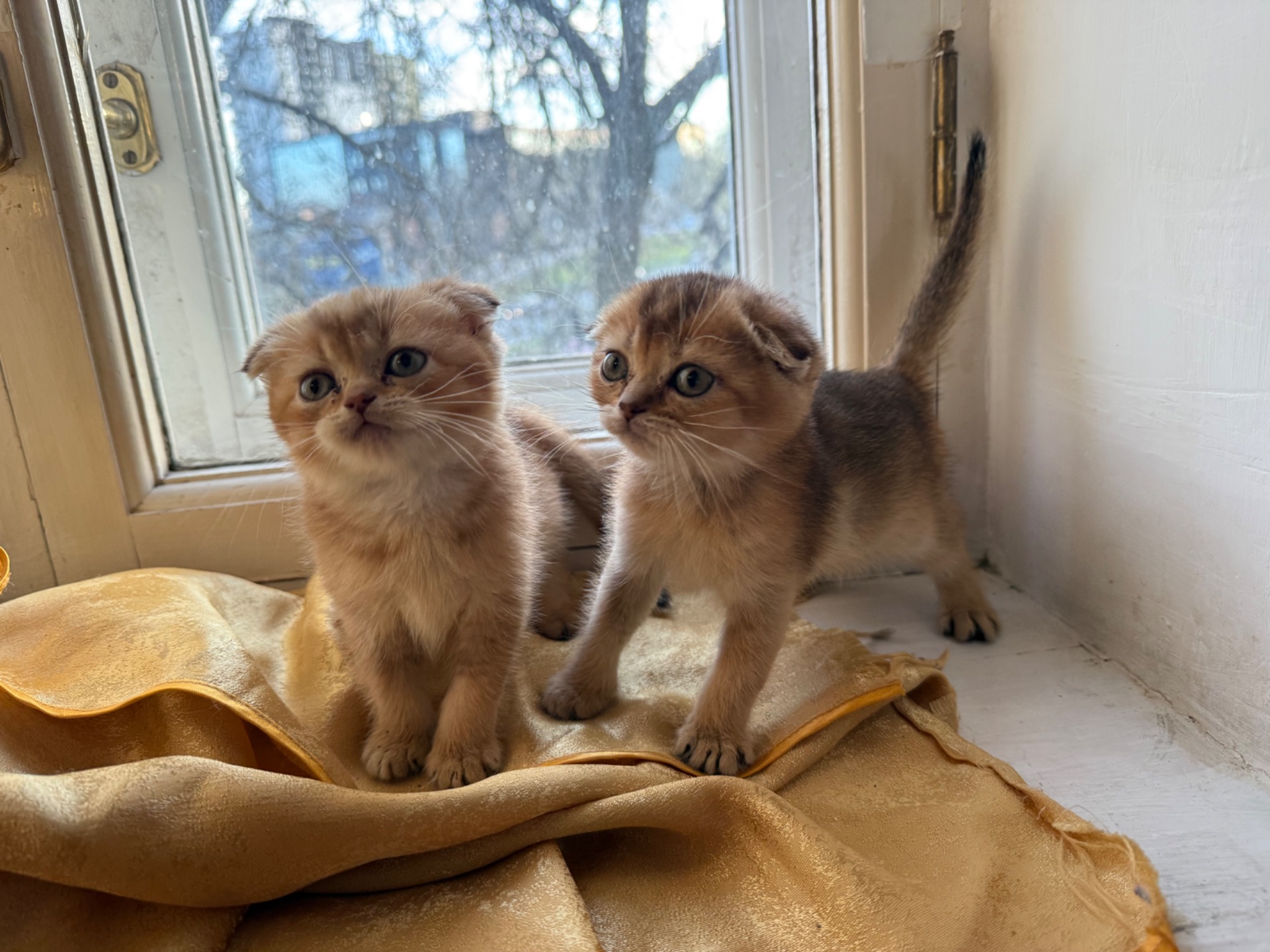 Шотландські висловухі кошенята золотого забарвлення