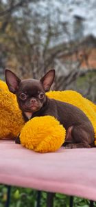 Мини мальчик чихуахуа