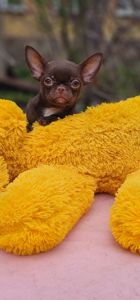 Мини мальчик чихуахуа
