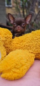 Мини мальчик чихуахуа