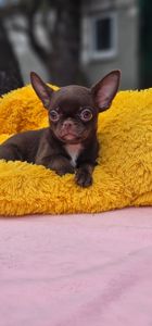 Мини мальчик чихуахуа