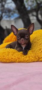 Мини мальчик чихуахуа