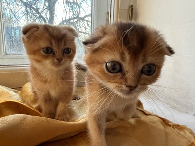 Шотландські висловухі кошенята золотого забарвлення