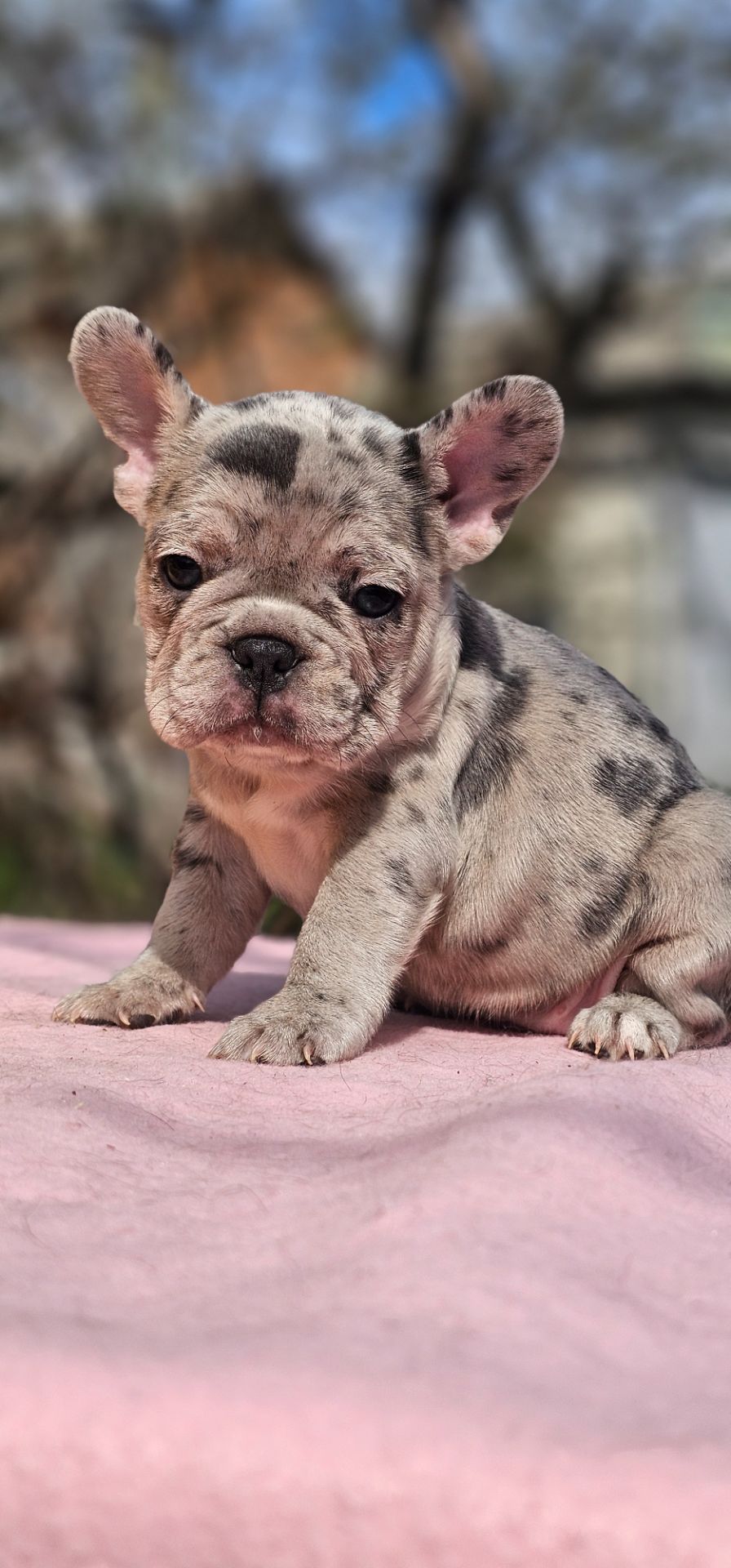 Девочка конфетка французского бульдога